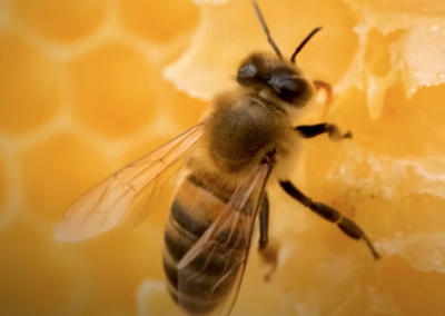 Guionaje y coordinación del vídeo Bee Happy de Viladecans